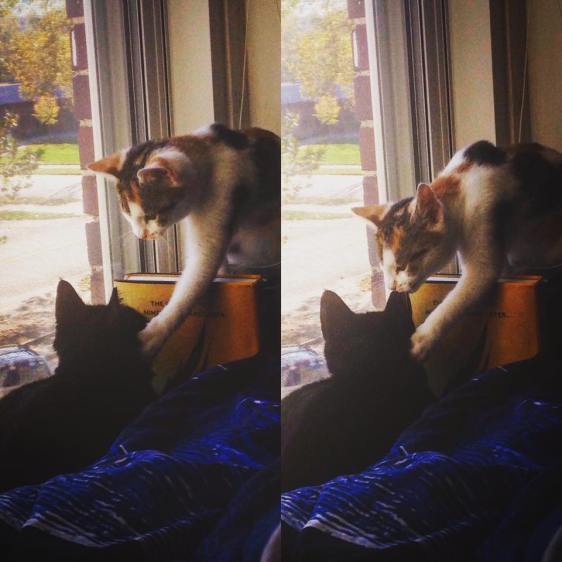 15203264_1417385951623484_7759752538980931821_n