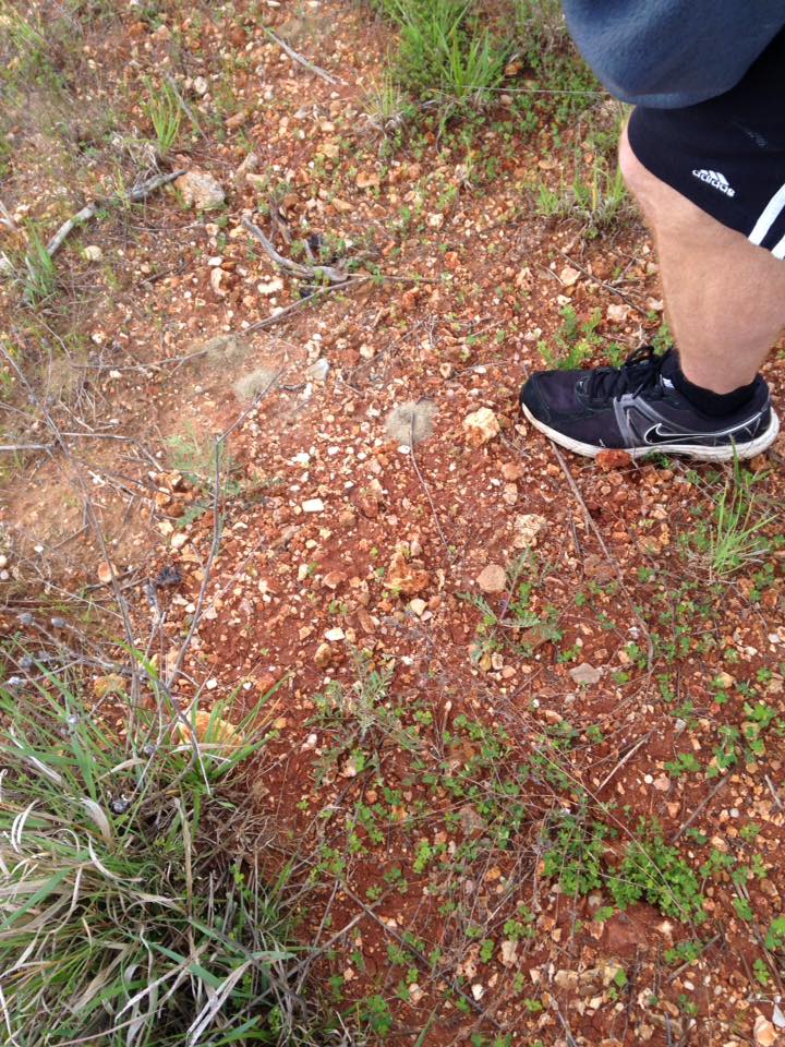 13087633_1240260272669387_7827259967539444212_n