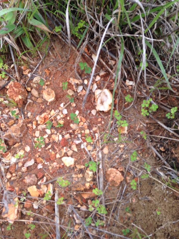 13118874_1240260249336056_4414714044038462288_n