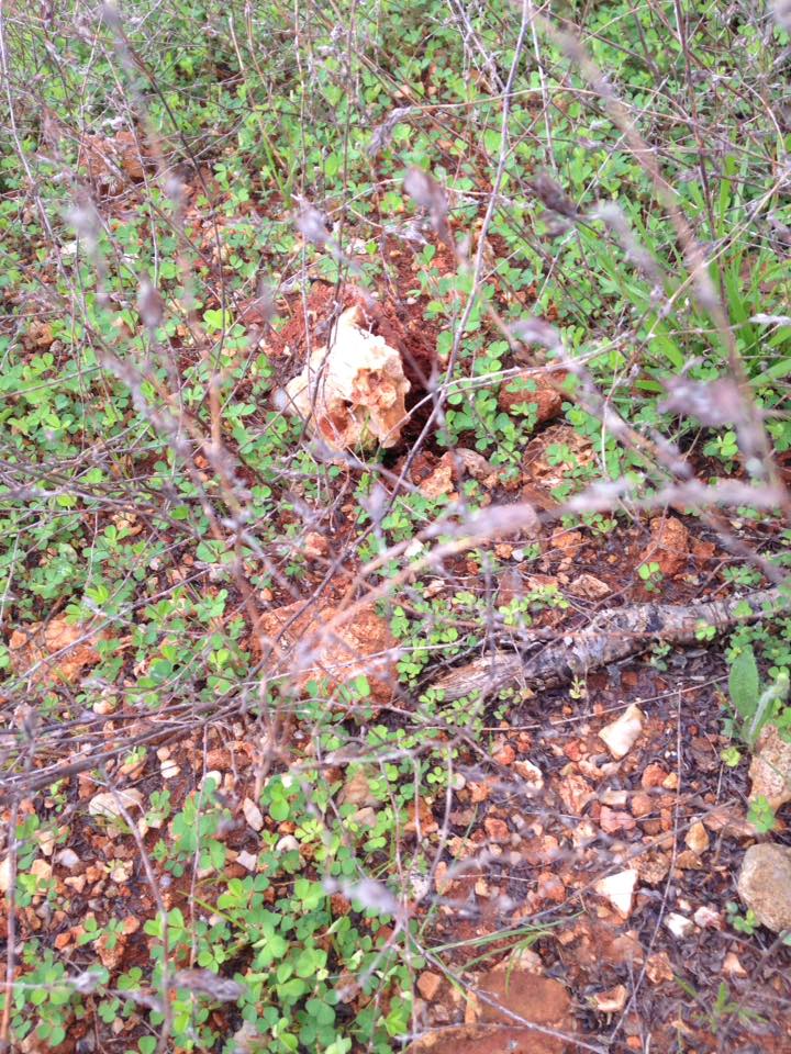 13138834_1240260282669386_7003946866614488777_n