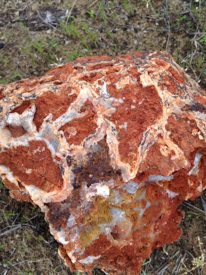 13151523_1240260226002725_9216087627374101430_n