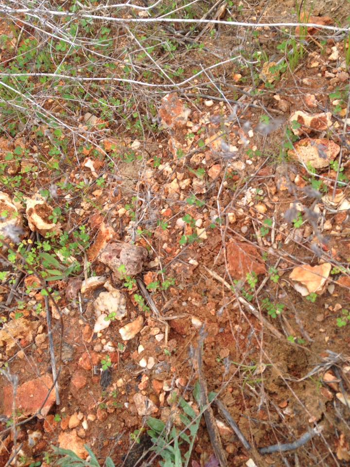 13151642_1240260256002722_4950171553210111817_n