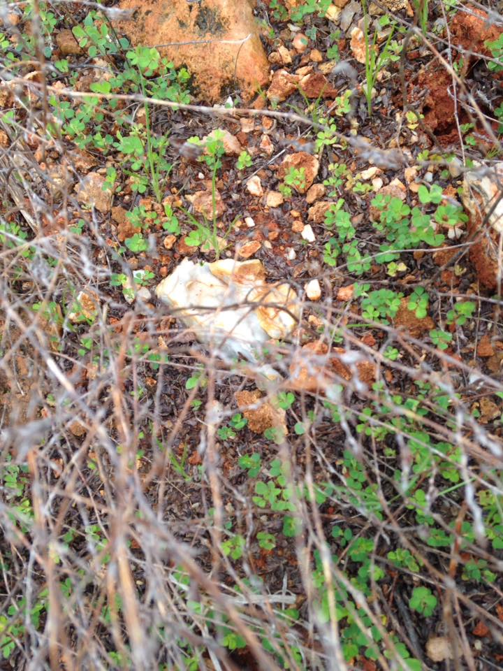 13174027_1240260312669383_7691616395927375657_n