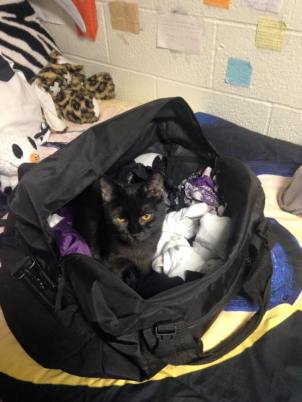 10653795_1199808410047907_3934921776233469947_n