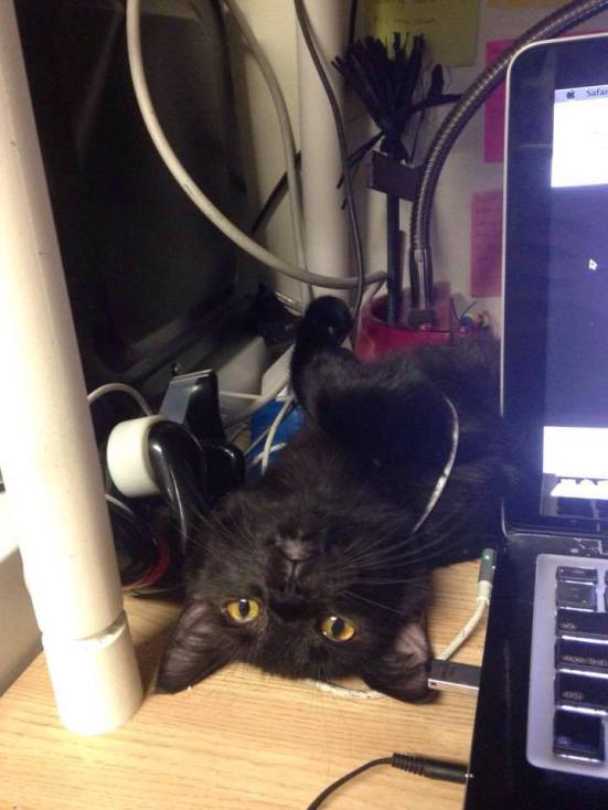 12805993_1195275393834542_5431667686484745414_n