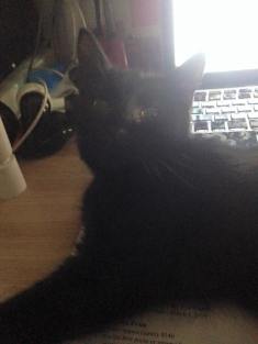 12813956_1199808463381235_3133528661458018304_n