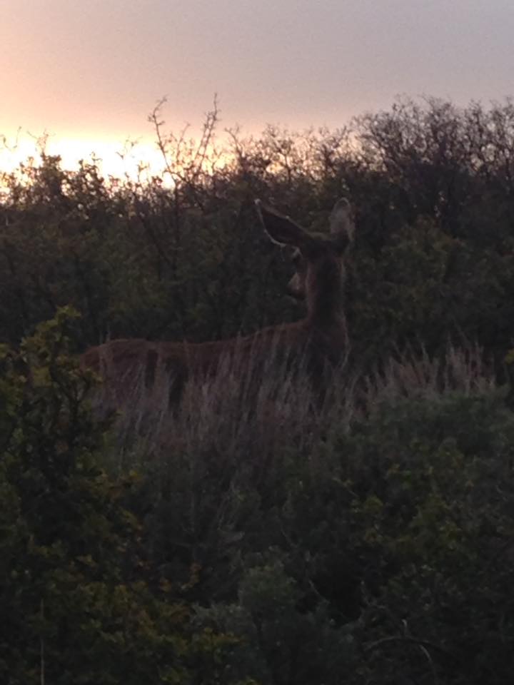 13087934_1242313632464051_7835644830662225820_n