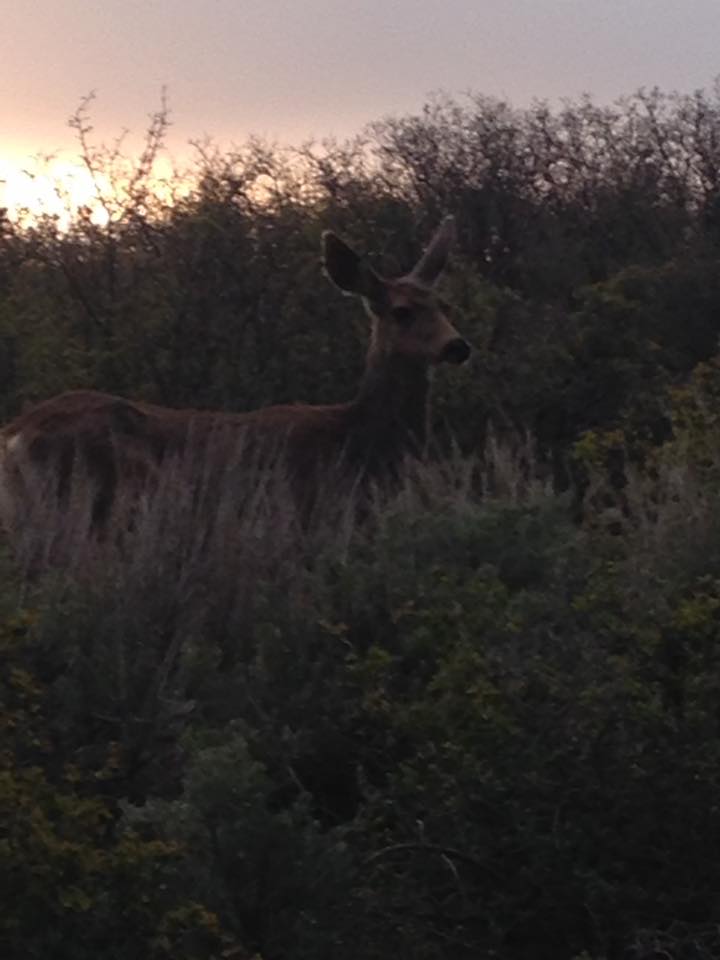 13119015_1242313655797382_8470154092826458630_n