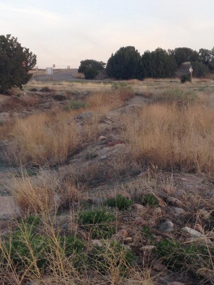 13125024_1241523725876375_2111407484537259318_n