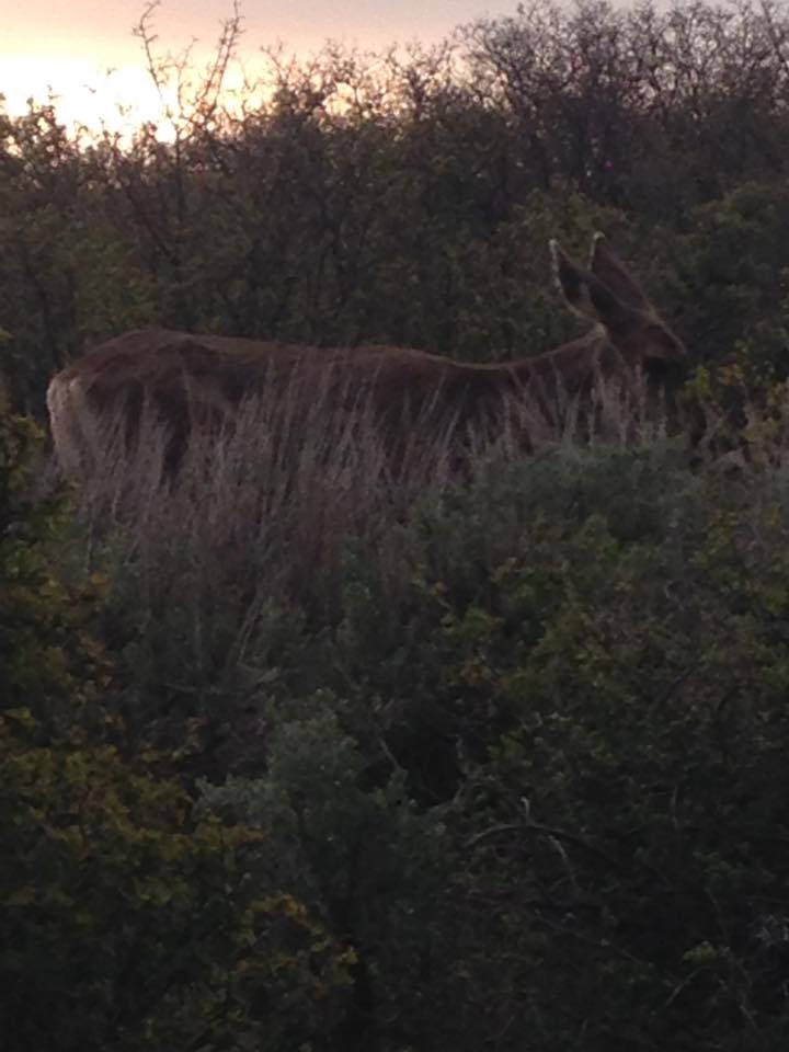 13174021_1242313649130716_3871823795885507594_n