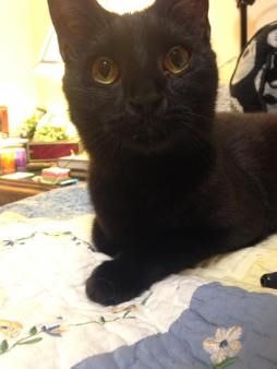 13413501_1270117589683655_8724557715602838865_n