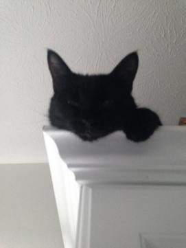 13466320_1274131862615561_6564600505169439932_n