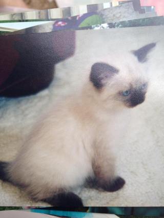 13466553_1274390642589683_6911767906368691693_n