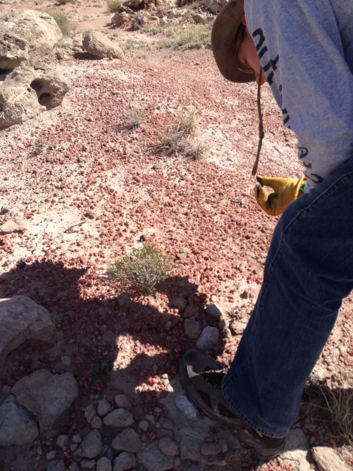 13094411_1244475852247829_958228123943024503_n