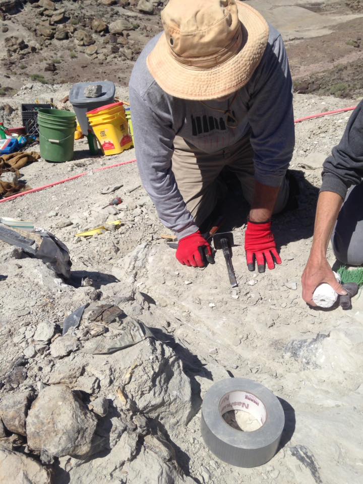 13118972_1246090425419705_8994391307197300410_n