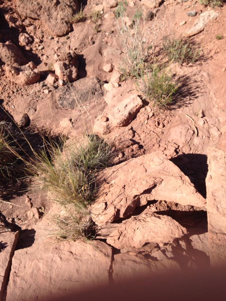 13151973_1245441262151288_8180007569778658079_n