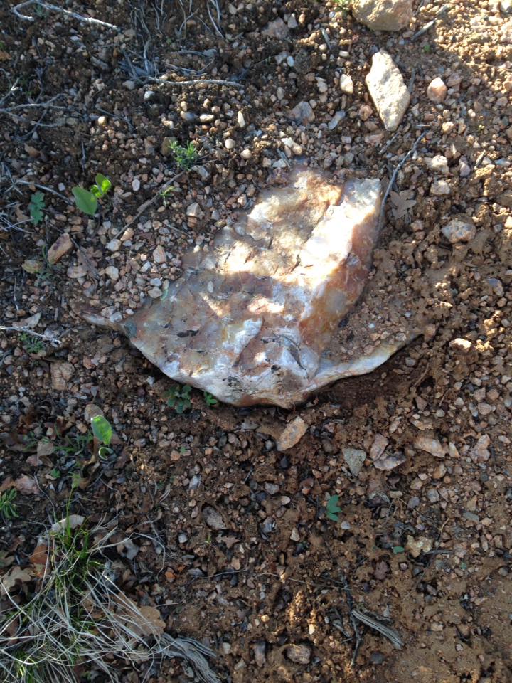 13164420_1242375175791230_1910429290056585672_n