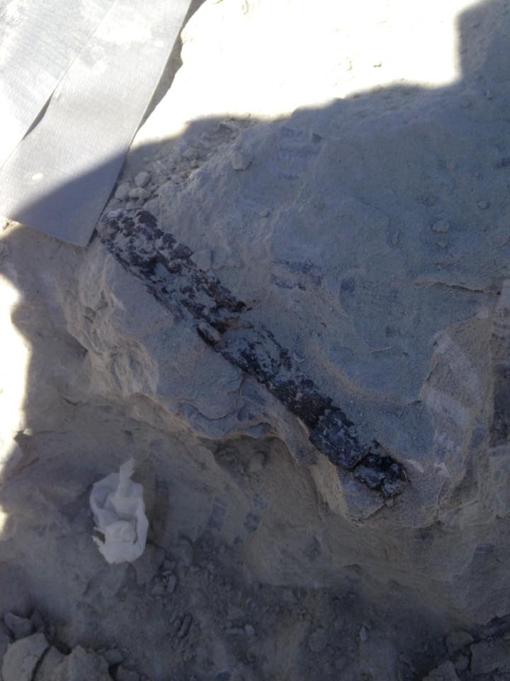 13173781_1246090242086390_2573225919571834866_n