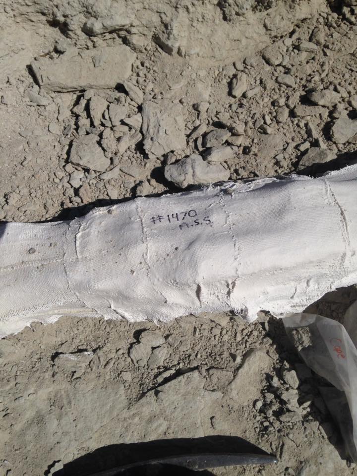 13173888_1246090215419726_7810381754752334115_n