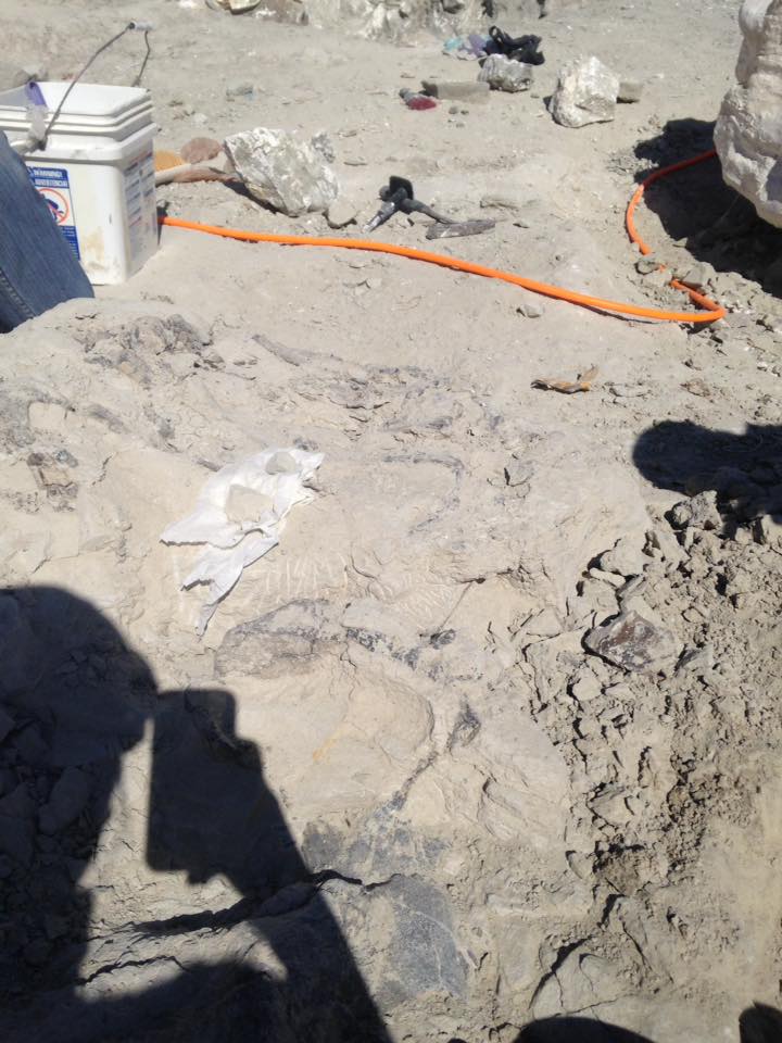 13174075_1247184675310280_4414414452203509324_n