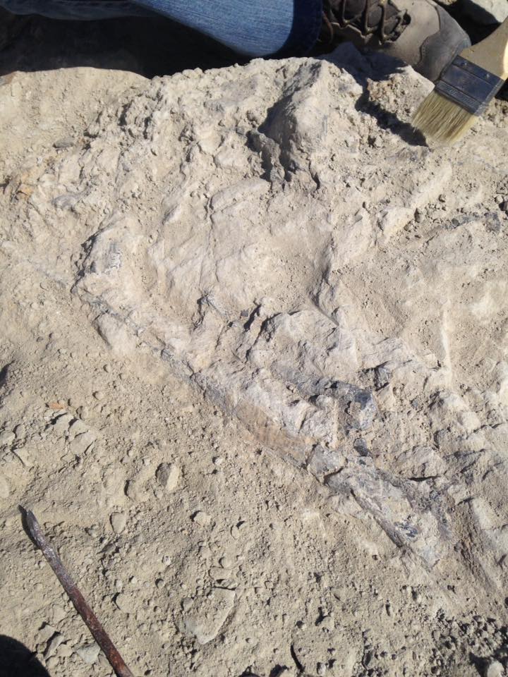 13174166_1247184651976949_4743275924494426446_n