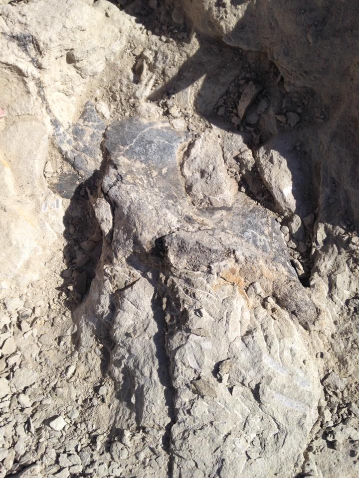 13177586_1247184748643606_9060284083367541719_n-1