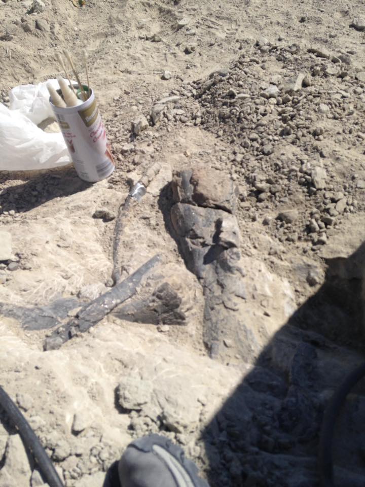 13178016_1247184615310286_7415795963916504864_n