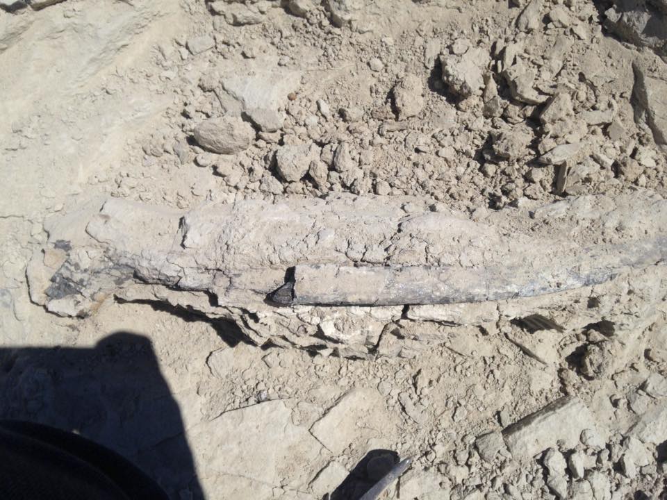 13178017_1246091905419557_7024283340780138658_n