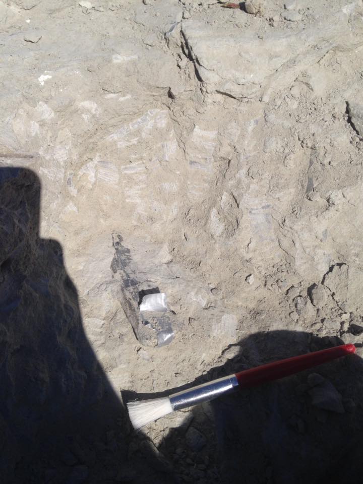 13178821_1246090185419729_7267812316228171264_n