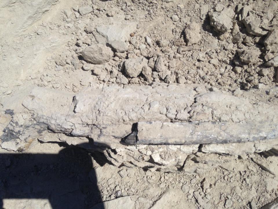 13226729_1246091912086223_6788975557621314220_n