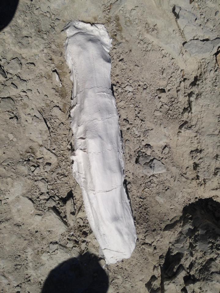 13226816_1246090315419716_3943208903615560425_n