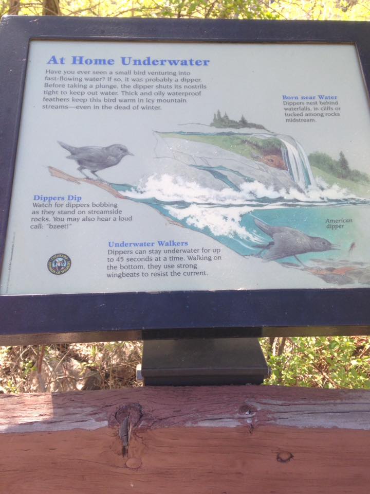 13237871_1247860241909390_2521320950725981111_n