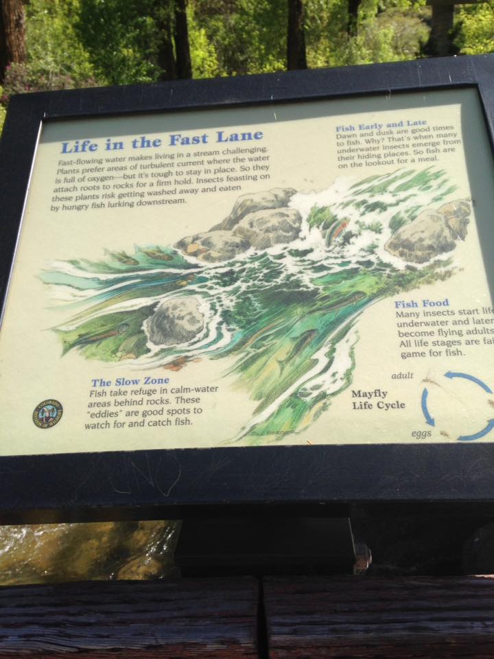 13241120_1247860651909349_7937466096717310687_n