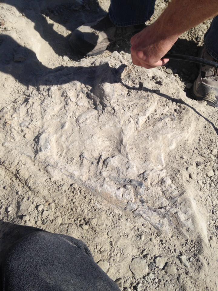 13241147_1247184721976942_6676159134570599648_n