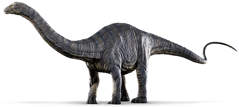 apatosaurus-info-graphic