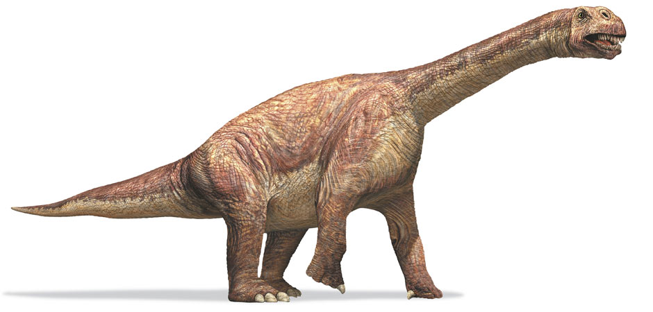 Camarasaurus_sauropod