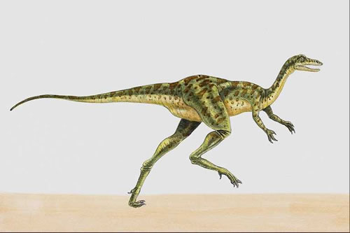 Coelurus039