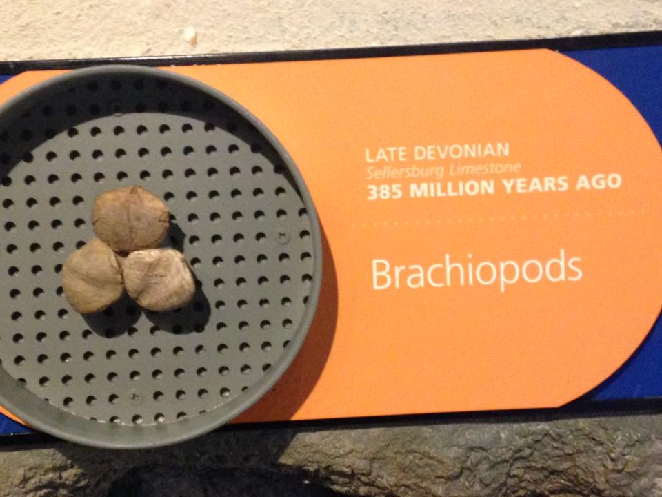 13620833_1303427093019371_6952064070464520233_n