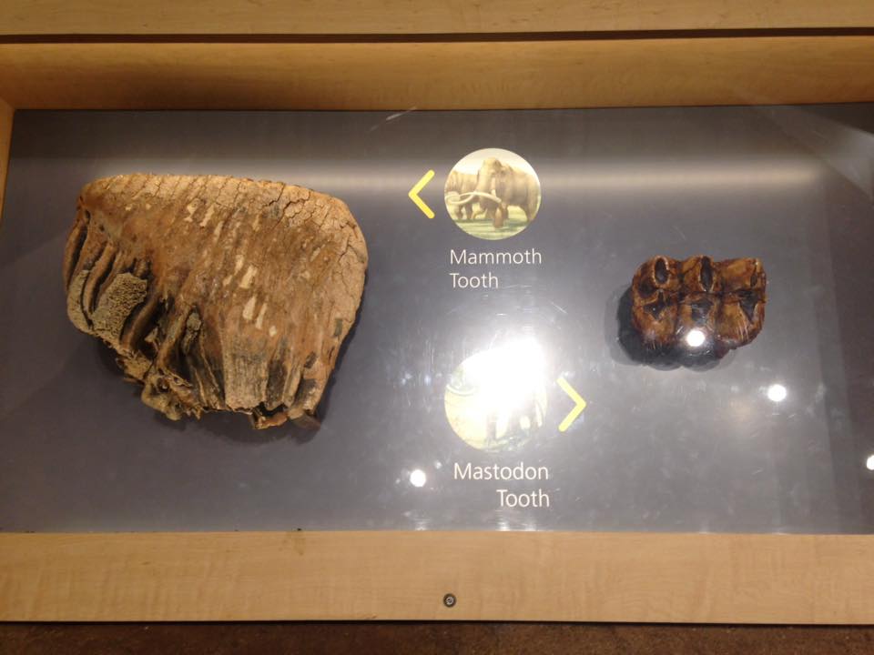 13631407_1303428833019197_3826699486624594452_n