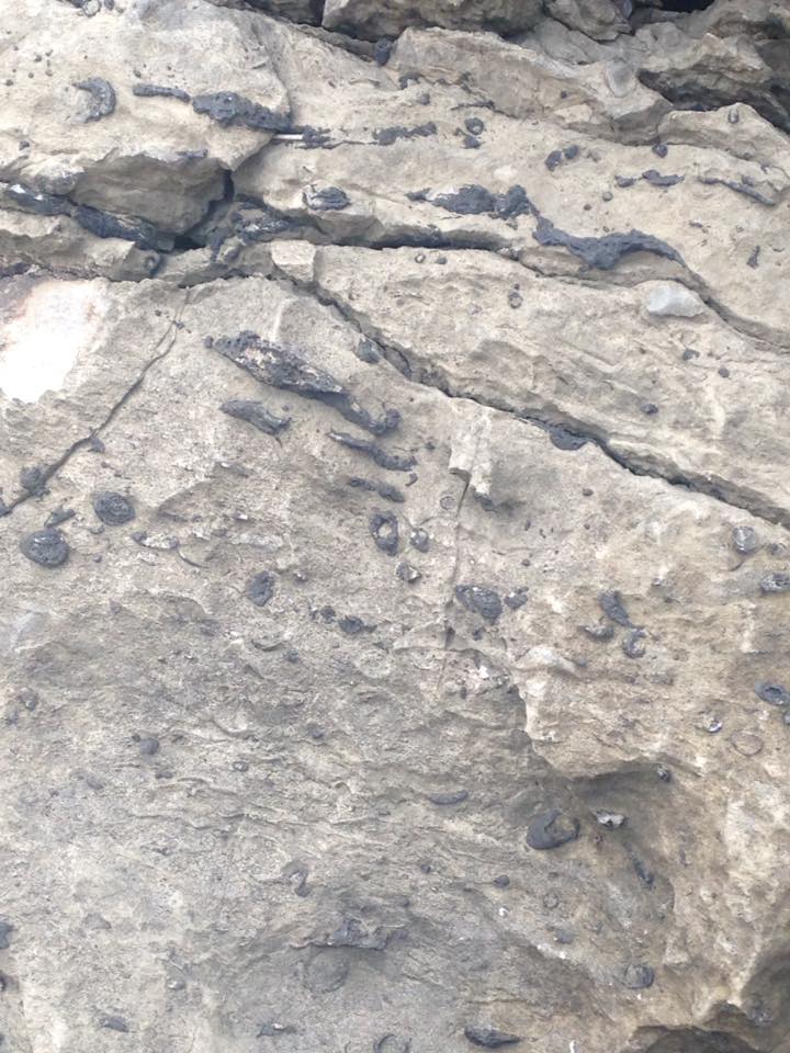 13686596_1303431949685552_4161409439900185844_n