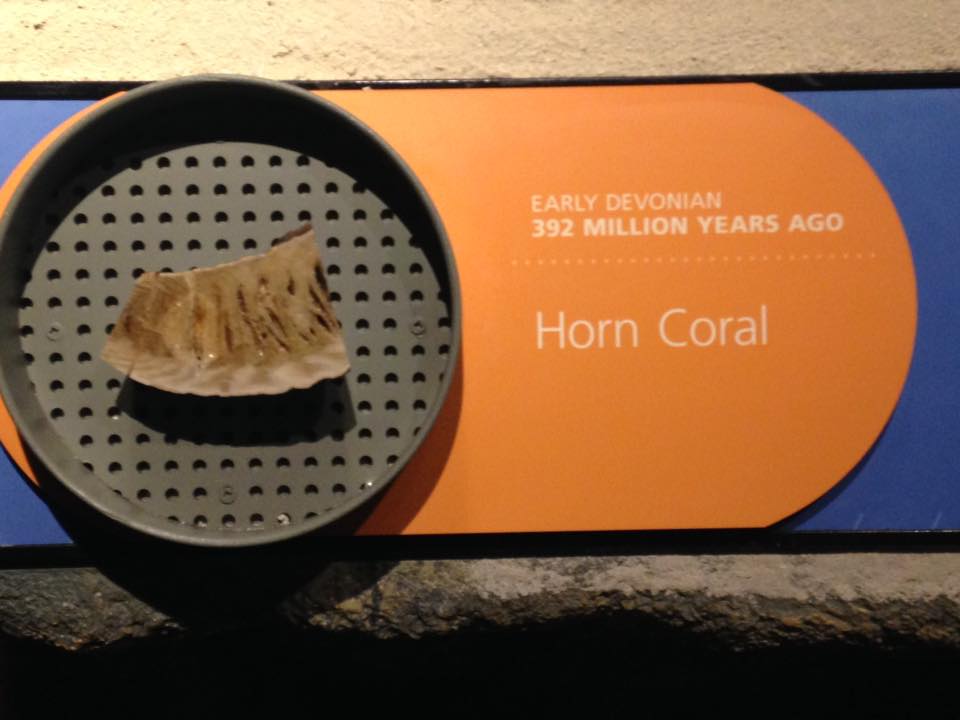 13754550_1303427116352702_5166542352083875137_n