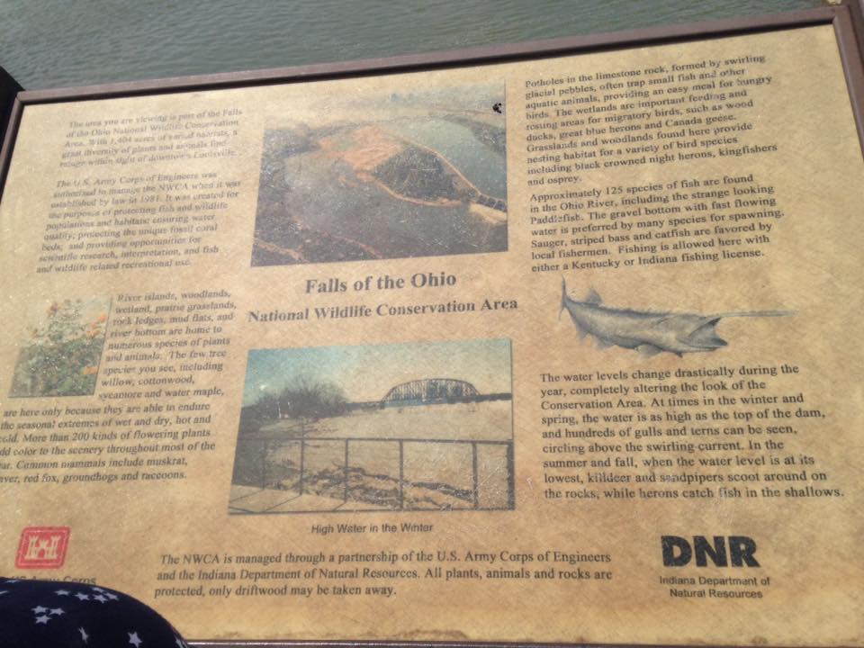 13782093_1303426713019409_1424793615766574804_n