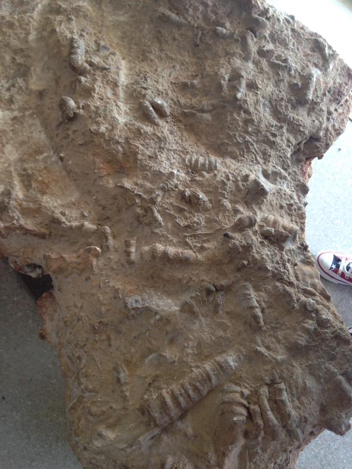 13872718_1303426769686070_5399928995683866657_n