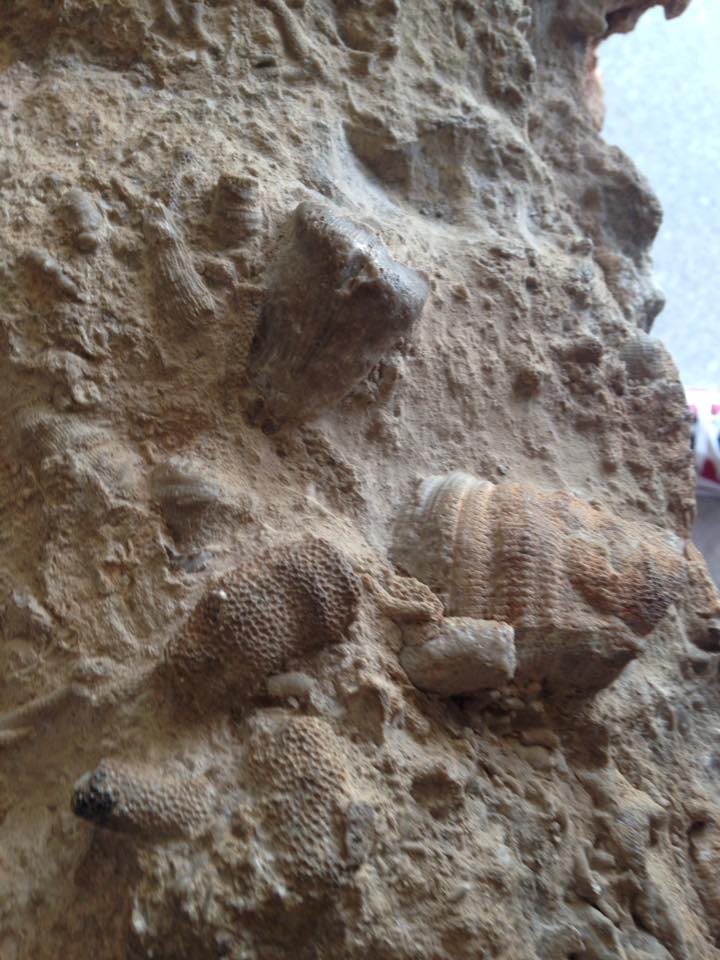 13872736_1303426793019401_7085373492079931546_n