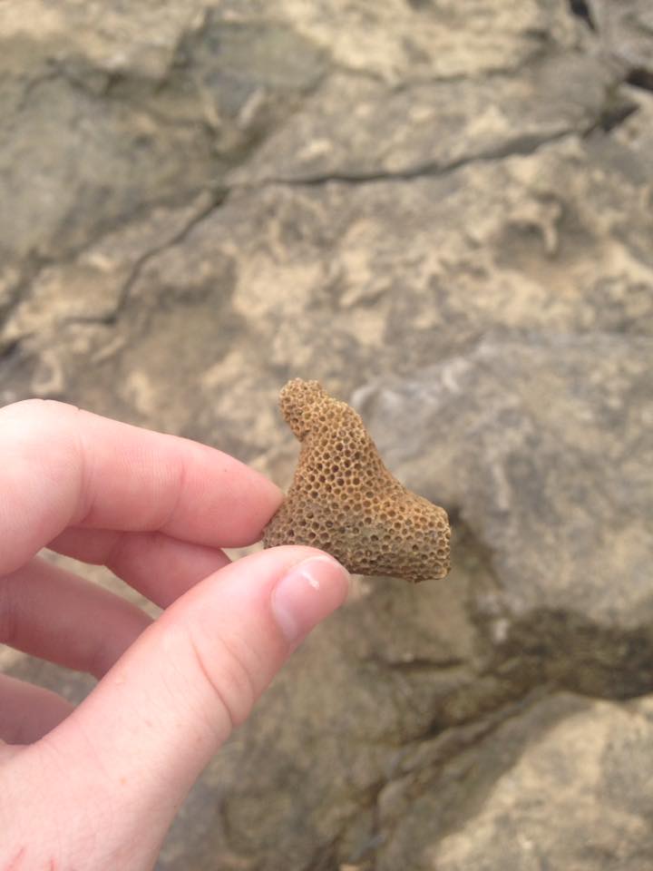 13873104_1303431976352216_4127802568344095680_n