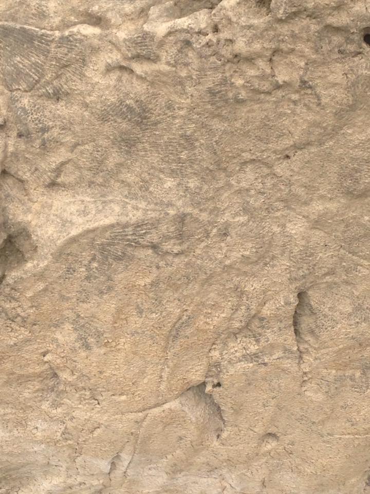 13873228_1303431996352214_2467019473220204598_n