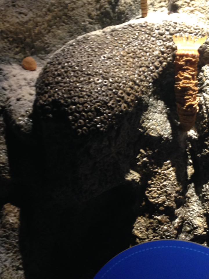 13876640_1303427029686044_5264050469509086931_n