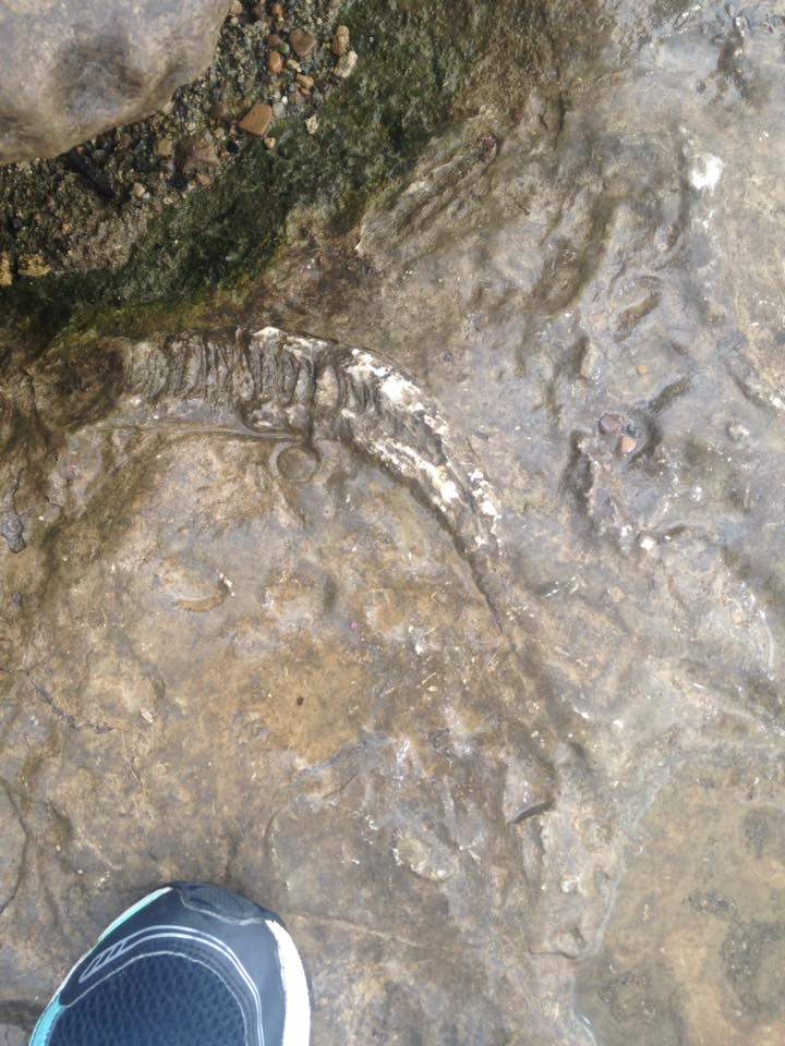 13879322_1303431309685616_9186367407423038691_n