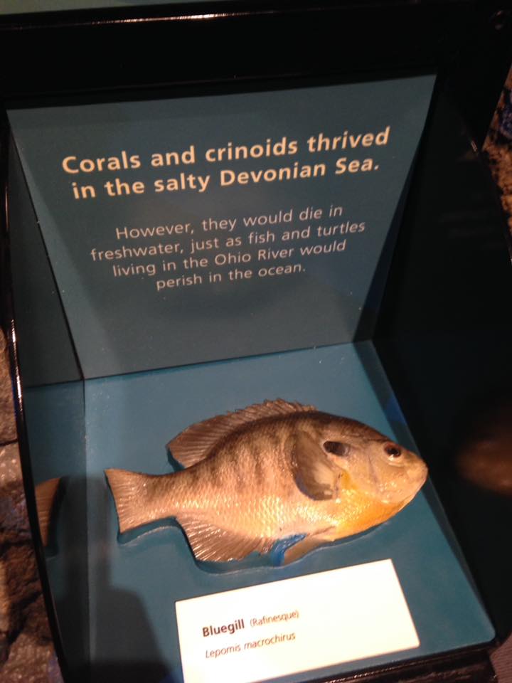 13879332_1303428079685939_8195691421105250415_n