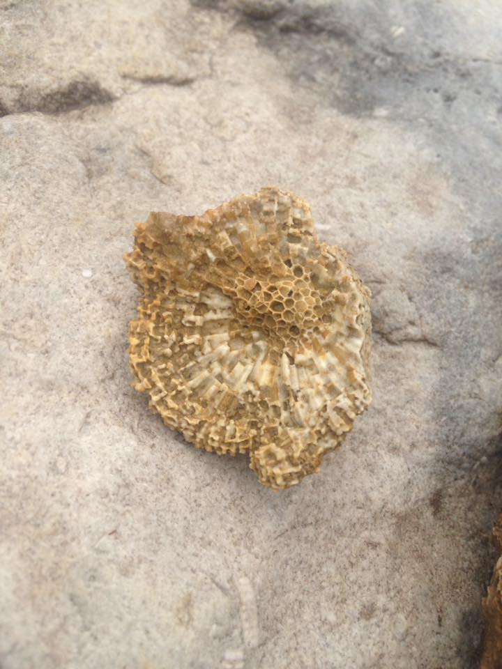 13879412_1303430639685683_1786143694313022188_n